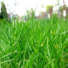Close up of grass in a field Description automatically generated