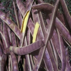 Close-up of purple beans Description automatically generated