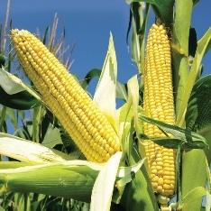 Corn on the cob of corn Description automatically generated